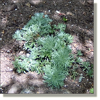 2009.05.26 - Artemisia Silver Mound