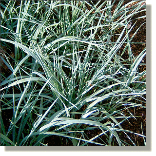 2009.05.18 - Blue Dune Grass