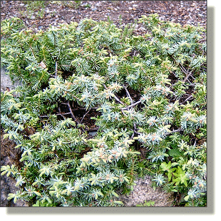 2009.05.14 - Blue Pacific Juniper