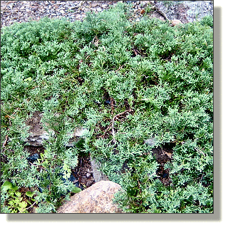 2009.05.14 - Blue Rug Juniper