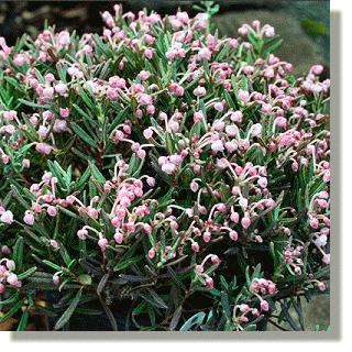 2009.07.14 - Bog Rosemary