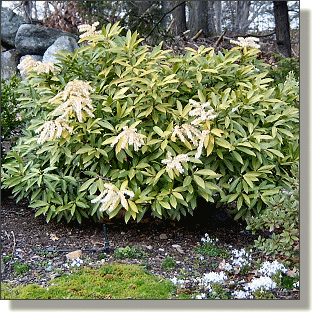 2009.04.28 - Brouwer's Beauty Pieris