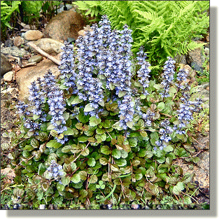 2009.05.14 - Bugleweed 'Burgundy Glow'