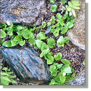 2009.05.14 - Canada Mayflower