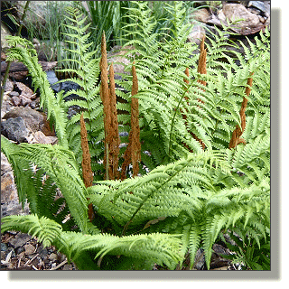 2009.05.14 - Cinnamon Fern