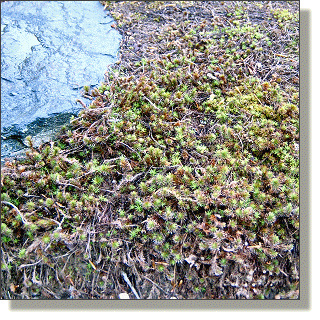 2009.05.14 - Common Haircap Moss