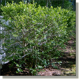 2009.05.18 - Common Privet