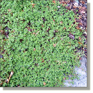 2009.05.14 - Compact Thyme