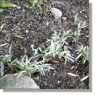 2009.05.18 - Dwarf Whitestripe Bamboo