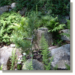 2009.05.25 - Eastern White Pine