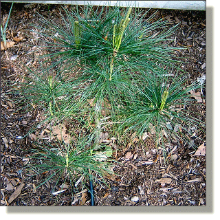 2009.04.30 - Eastern White Pine