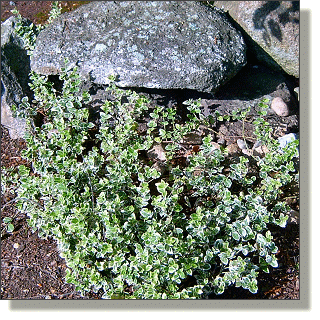 2009.05.18 - Emerald Gaiety Eunonymus