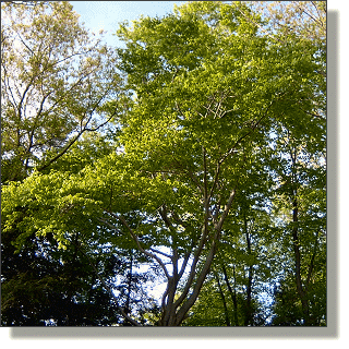 2009.05.18 - European Beech