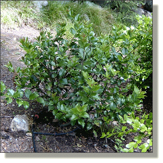 2009.05.26 - European Holly