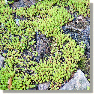 2009.05.14 - Golden Moss Sedum