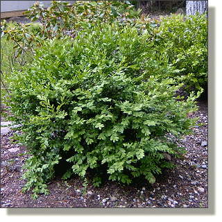 2009.05.14 - Green Beauty Boxwood