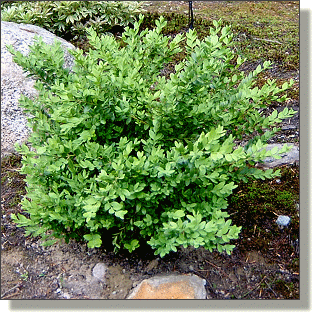 2009.05.14 - Green Mountain Boxwood