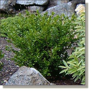 2009.04.28 - Green Velvet Boxwood