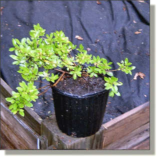 2009.05.27 - Gumpo White Azalea