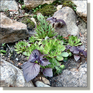 2003.07.05 - Hens & Chicks