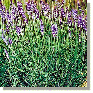 2009.07.14 - Hidcote Blue Lavender