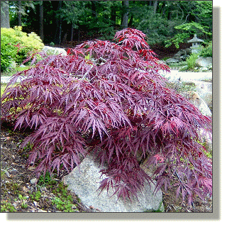 2009.05.18 - Inaba Shidare Maple