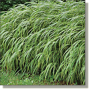 2011.09.19 - Japanese Forest Grass 'Aureola'