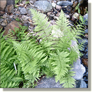 2009.05.18 - Lady Fern