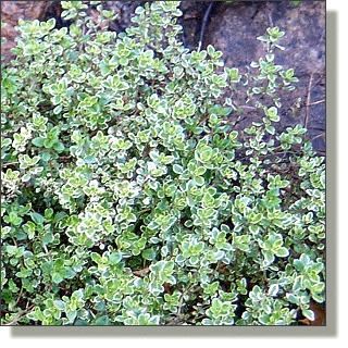 2009.05.14 - Lemon Thyme