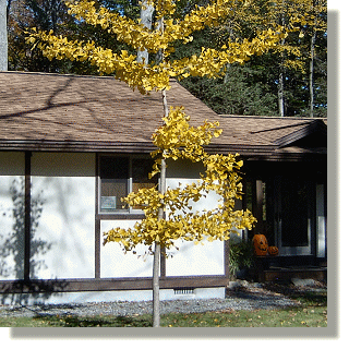 2009.10.26 - Maidenhair Tree