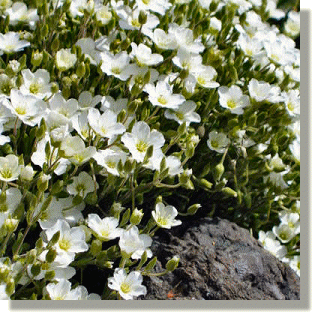 2009.07.14 - Mountain Sandwort