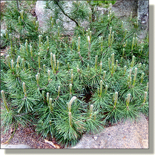 2009.05.14 - Mugho Pine