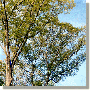 2009.05.18 - Northern Red Oak