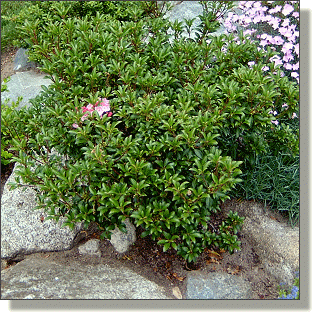 2009.06.04 - 'Olympic Fire' Mountain Laurel