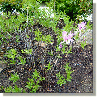 2009.05.14 - Orchid Lights Azalea