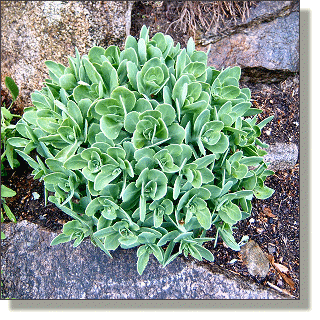 2009.05.14 - Pink Stonecrop