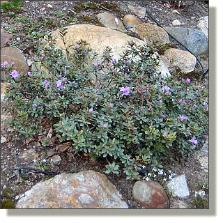 2009.04.28 - Purple Gem Rhododendron.png