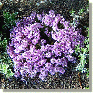 2009.05.18 - Red Creeping Thyme