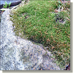 2009.05.14 - Rock Cap Moss