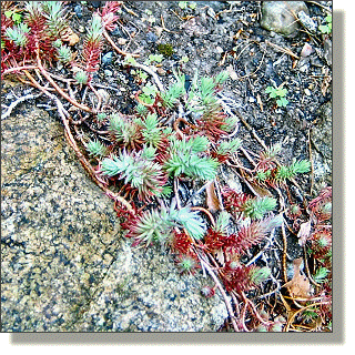 2009.05.14 - Rock Stonecrop