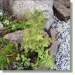 2009.05.14 - Royal Fern