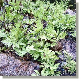 2009.05.14 - Sensitive Fern