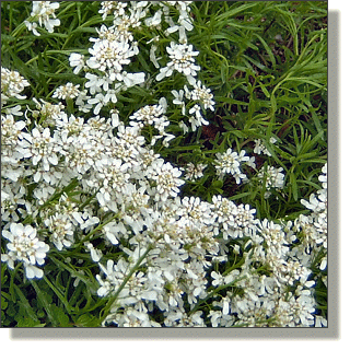 2009.05.14 - Snow White Candytuft