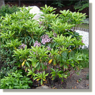 2009.06.04 - 'Tinkerbell' Mountain Laurel