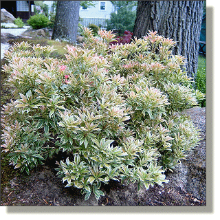 2009.05.14 - Variegated Japanese Pieris