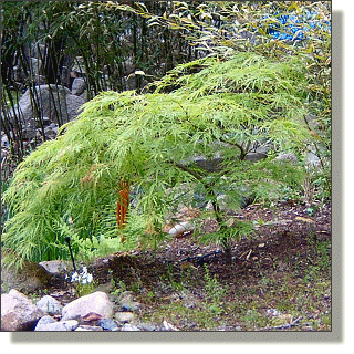 2009.05.18 - Waterfall Maple