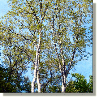 2009.05.18 - White Oak