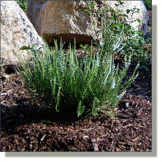 2003.07.14 - White Summer Heather