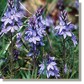 2009.07.14 - Wine Speedwell