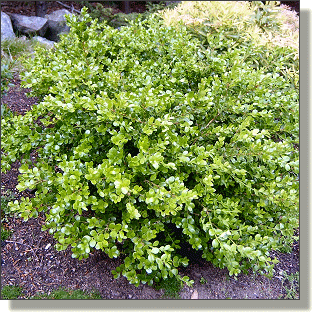 2009.05.14 - Winter Gem Boxwood